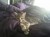 Kittens3