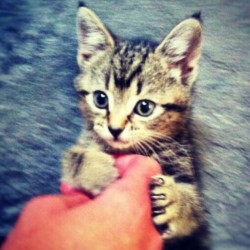 Kittens1