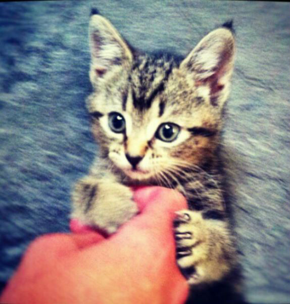 Kittens1 Kittens1