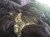 Kittens4