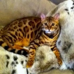 Bengal1