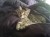 Kittens2